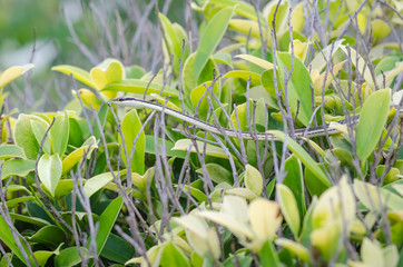 Young snake on branch