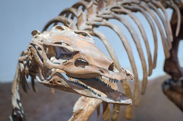 Head of Thescelosaurus dinosaur statue at Kalasin ,Thailand.