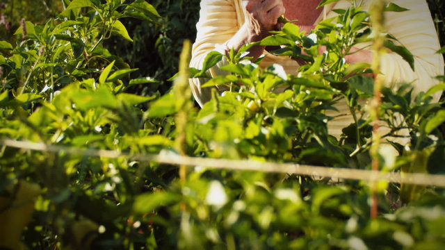 An old lady cringes in pain while kneeling and working in her garden