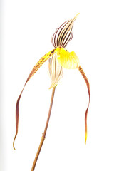 Paphiopedilum orchids