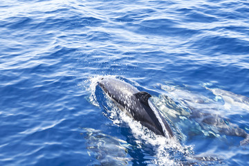 Fototapeta premium Dolphins in the Atlantic Ocean