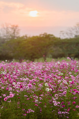 Fototapeta premium Cosmos flowers in purple, white, pink and red, is beautiful suns