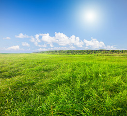 Obraz premium Green field under blue cloudy sky whit sun
