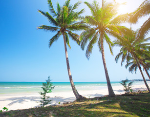 tropical beach and coconut palm trees