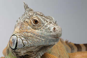 Closeup Green Iguana on White Background