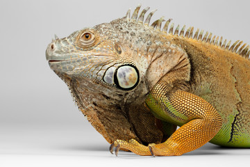 Closeup Green Iguana on White Background
