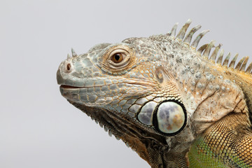 Closeup Green Iguana on White Background