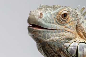 Fototapeta premium Closeup Green Iguana on White Background