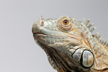 Closeup Green Iguana Looking up on White