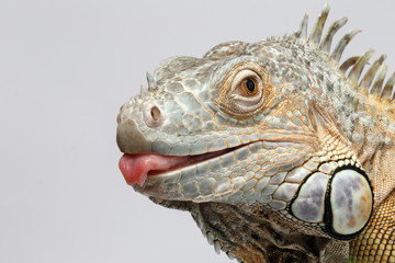 Closeup Green Iguana showing Tongue on White