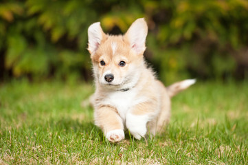 Happy pembroke welsh corgi puppy running © Rita Kochmarjova