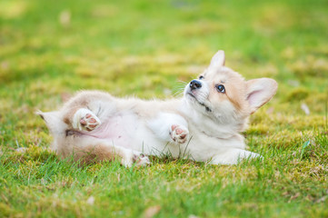 Naklejka na ściany i meble Pembroke welsh corgi puppy lying on the lawn