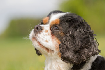 A portrait of a Cavalier King Charles dog