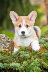 Pembroke welsh corgi puppy © Rita Kochmarjova