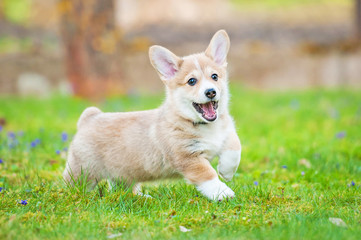 Happy pembroke welsh corgi puppy running