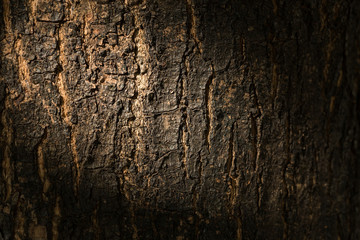 dry tree bark texture background, closeup