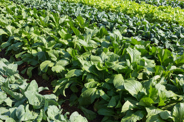 green lettuce vegetable of hydroponic cultivation