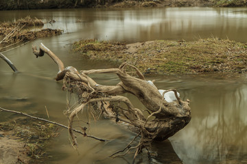 Tree branch in a small river