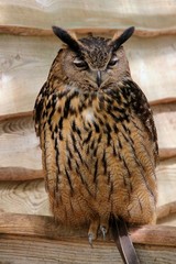 Rapace nocturne.