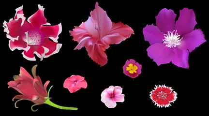 set of eight pink and red flowers isolated on black