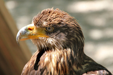 Rapace.
