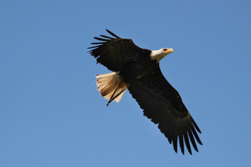 Rapace.