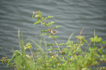 雀（つがい）捕食