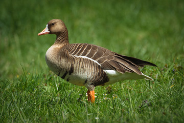 Greylag goose in the meadow