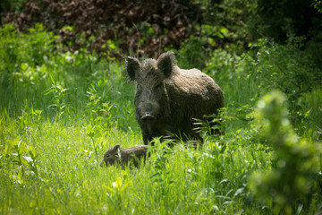 Wild boar in grass