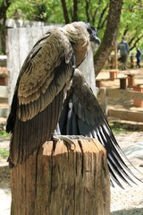 Rapace.