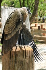 Rapace.