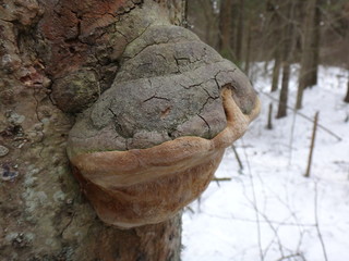 Собака, сидящая на снегу в лесу рядом с палкой