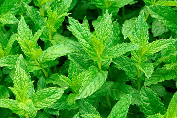 Beautiful aromatic green mint in the garden
