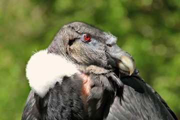 Rapace.