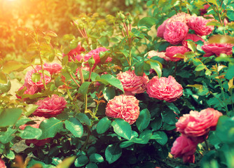 Roses plantation in sunny day