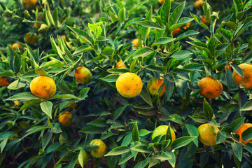 Mandarin tree background