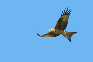 Red Kite
