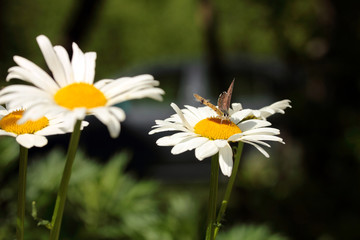 daisies in the garden