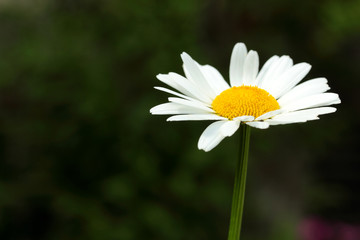 daisies in the garden