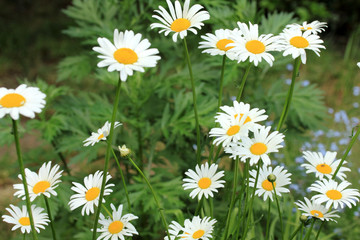 daisies in the garden