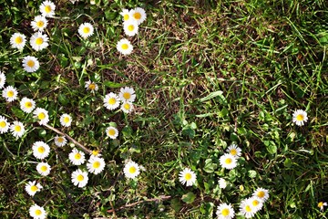 Daisy Flowers