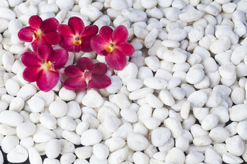 stones and orchid