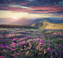 Blossom carpet of pink rhododendron flowers in the mountains at