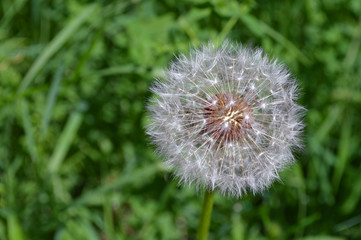 Fluffy Dandelion On Green Background