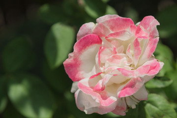 rose flower