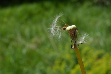 Bare Dandelion In The Grass