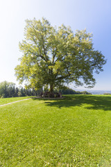 Linde auf einer Wiese mit Bank darunter,  Österreich