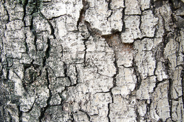 Wood Texture