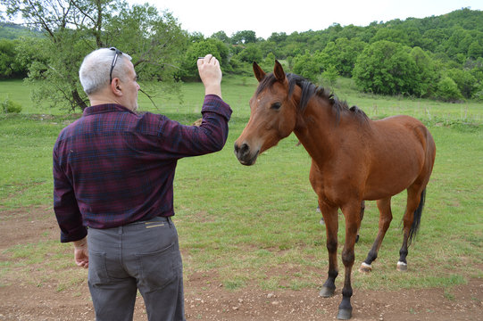 Man Taking Photo Of A Young Horse