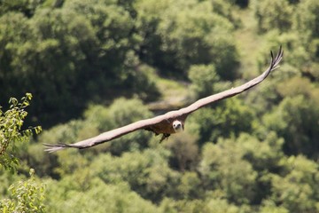 Oiseaux de proie.